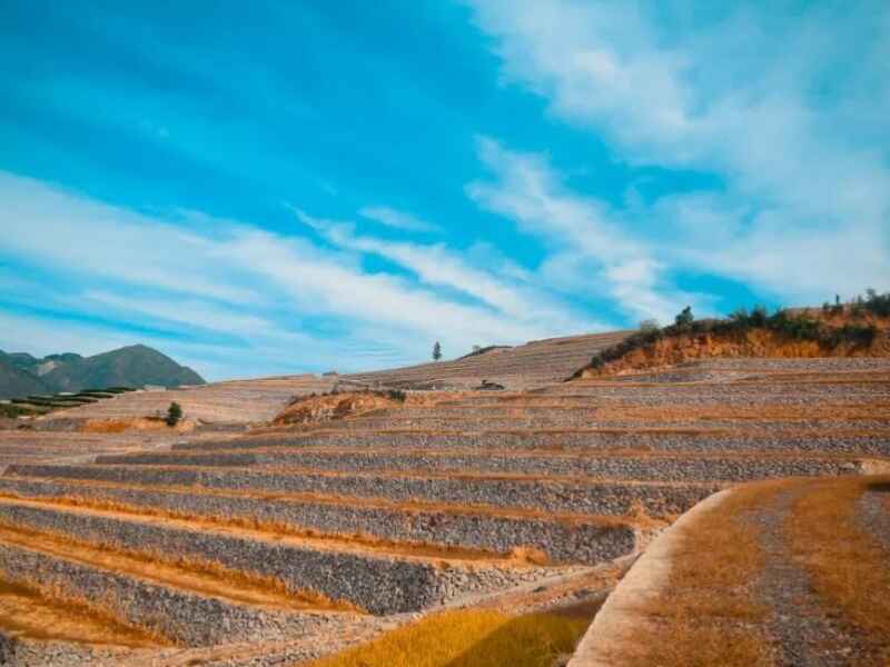 南方荒山复绿适合种什么植物