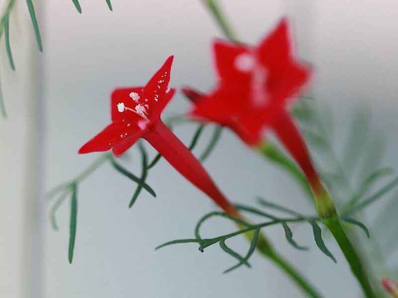 茑萝种子种植有什么价值茑萝种子花期是几月份