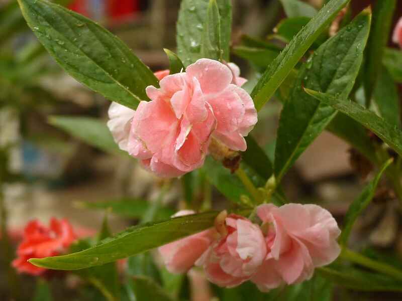 凤仙花是常绿植物吗