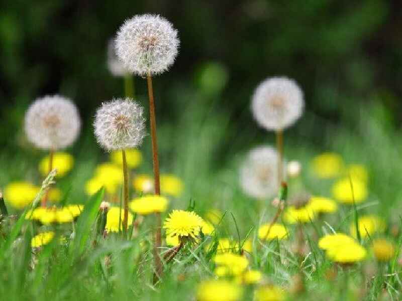 蒲公英在冬季种植可以吗，在冬季种植可以吗