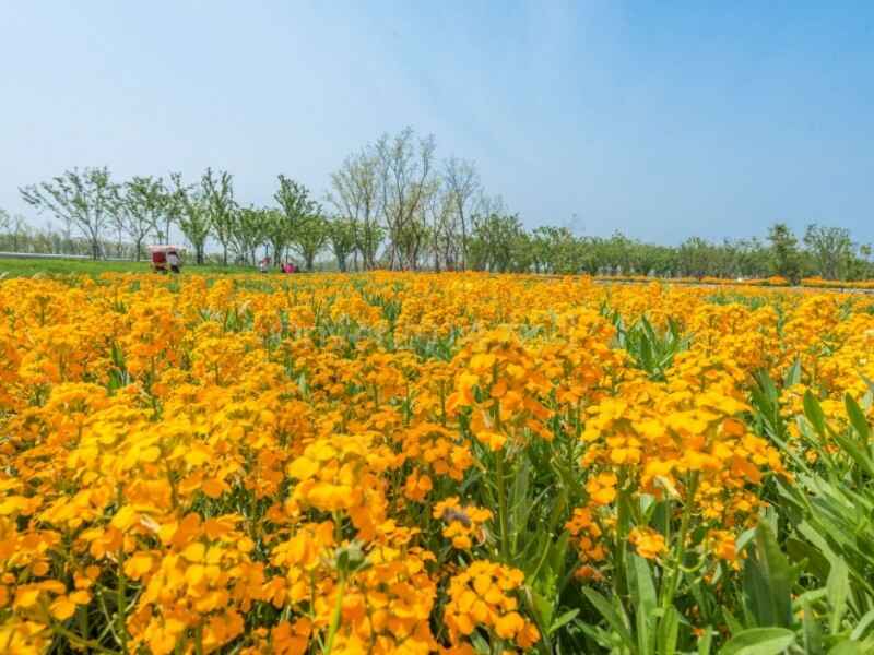 七里黄种子种植很难发芽吗种植方法和时间