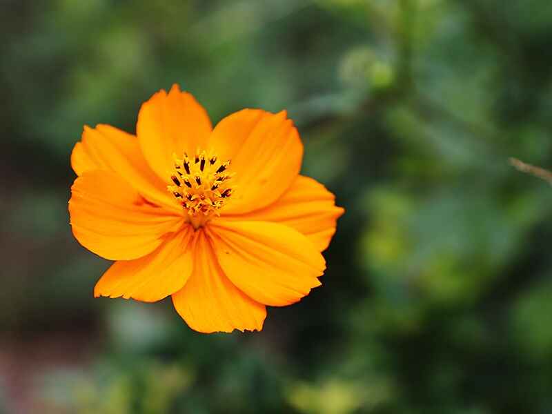 硫华菊可以在夏季种植吗？原产地是来自于哪里？