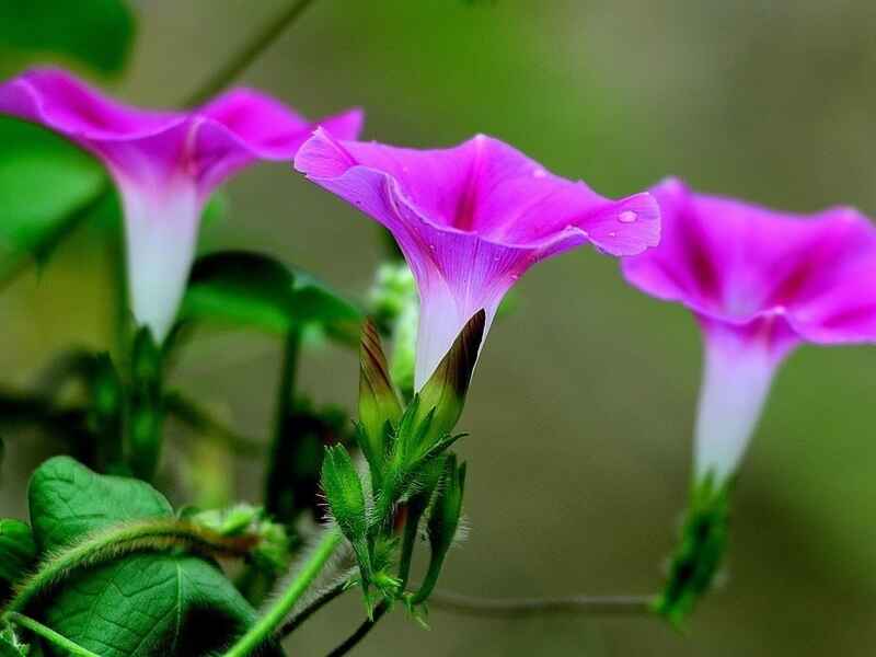 牵牛花的花语寓意是什么