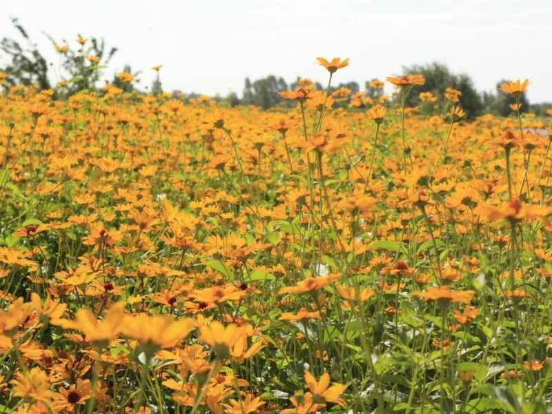 日光菊种植后发生病虫害怎么办，适合什么环境生长