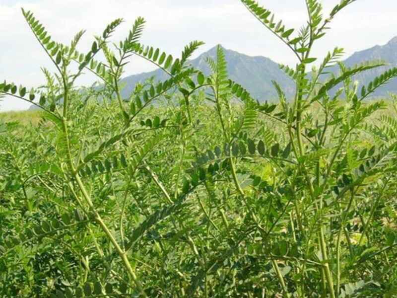 沙打旺适合北方种植吗，种植后多久发芽