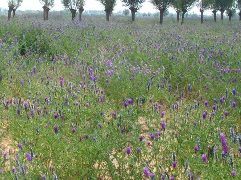 沙打旺种子种植后可以养殖兔子吗每天喂几次牧草