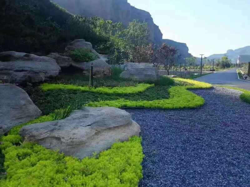 山东省几月份种植佛甲草，是通过移栽种植吗