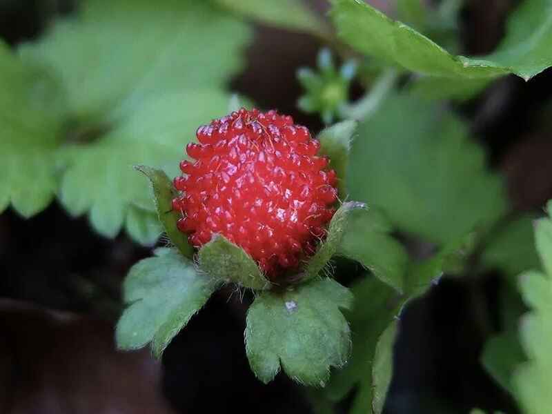 蛇莓种子是多年生植物是一年生植物，种植后有什么价值