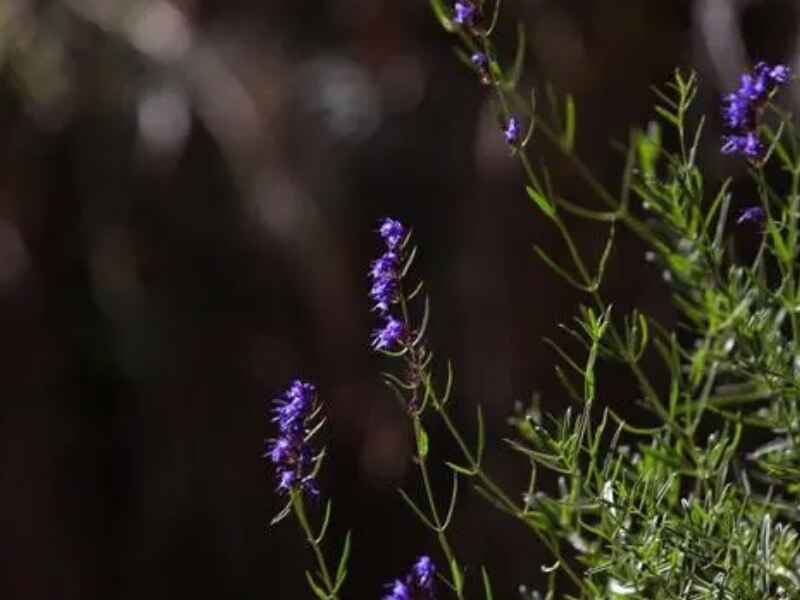 神香草种子种植后需要催芽吗种植后多久可以发芽