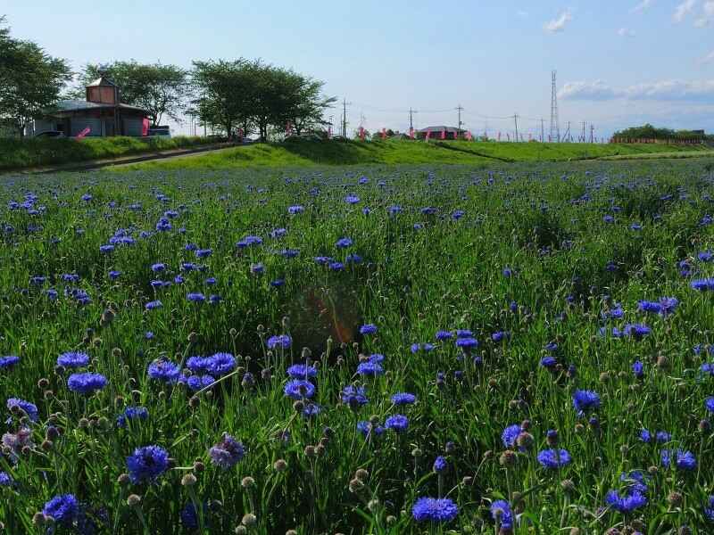 矢车菊秋季会枯萎吗