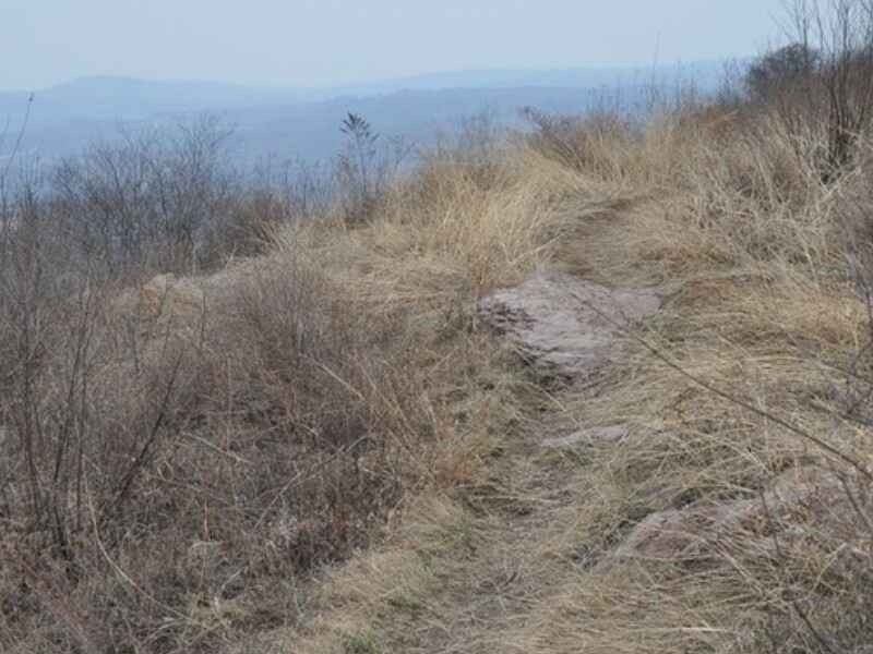 四川省荒山绿化适合种植什么