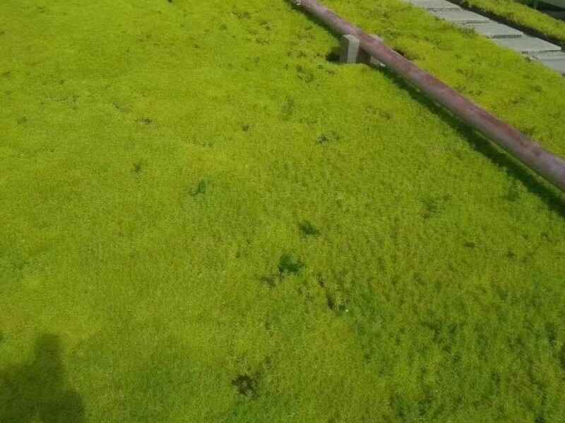 四川省种植青叶佛甲草屋顶绿化有什么作用，是通过移栽种植吗