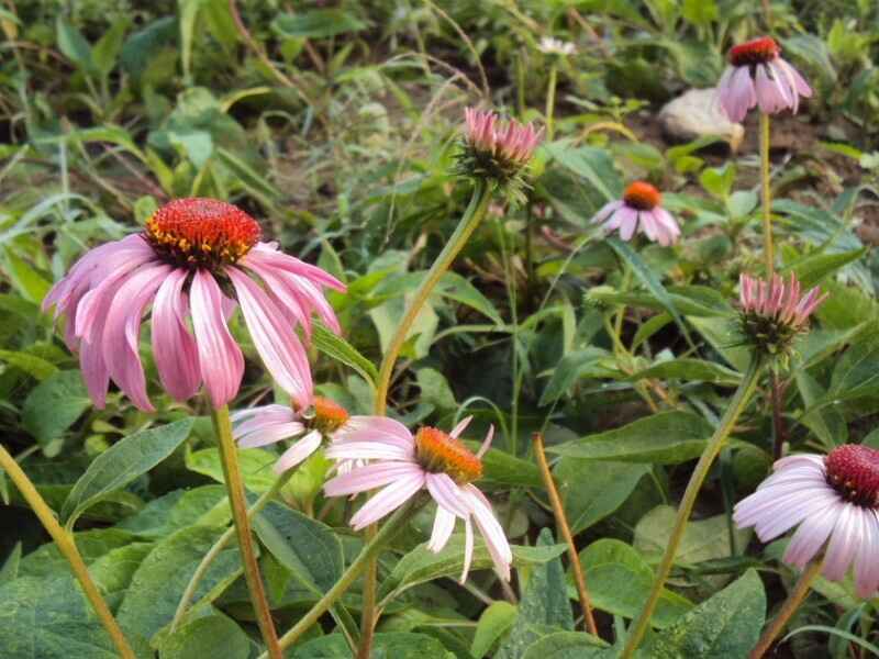 松果菊冬季需要修剪吗，冬季可以种植吗