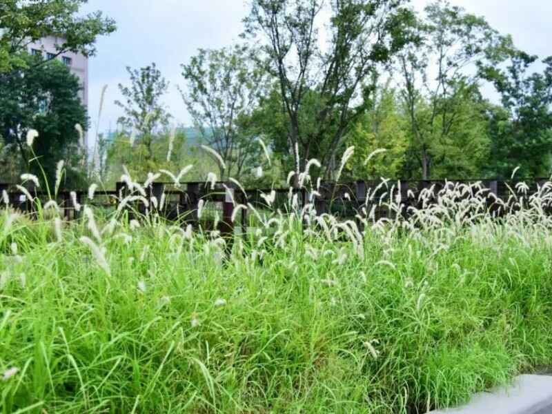 糖蜜草二月份种植可以吗，种植后多久才能发芽