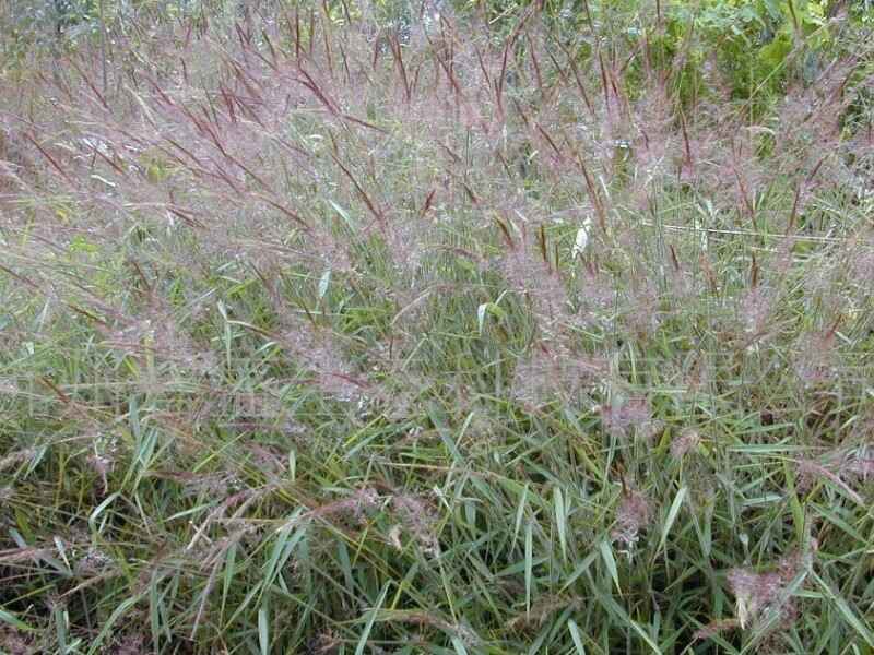 糖蜜草是多年生植物是一年生植物，适合什么时候种植