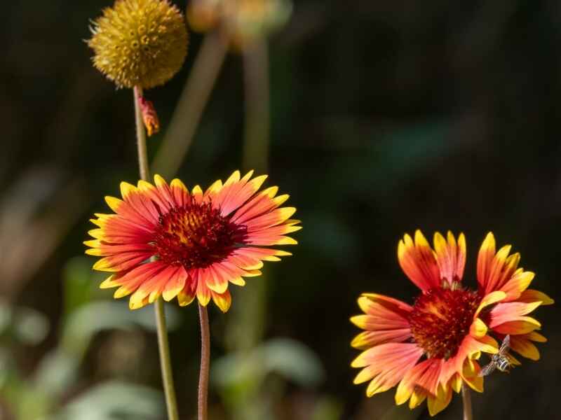 天人菊是花卉吗