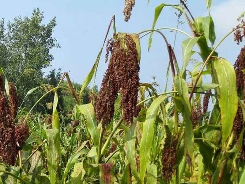 甜高梁种子可以在陕西地区种植吗陕西适合生长吗