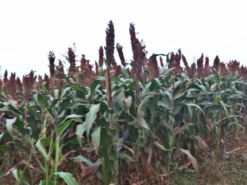 甜高梁种子南方种植适合吗需要在水里浸泡吗