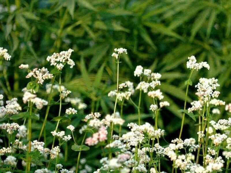 甜荞麦是多年生牧草吗甜荞麦抗寒吗