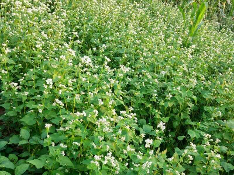 甜荞麦种子可以在水田种植吗水田种植多久收割