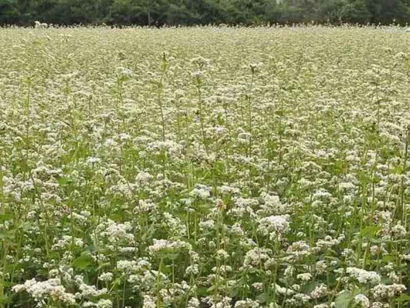 甜荞麦种子牧草每次收割间隔多久收割可以晾晒储存吗