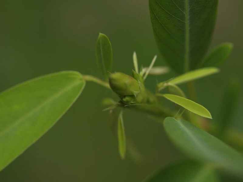 跳舞草冬季可以种植吗，耐寒能力怎么样