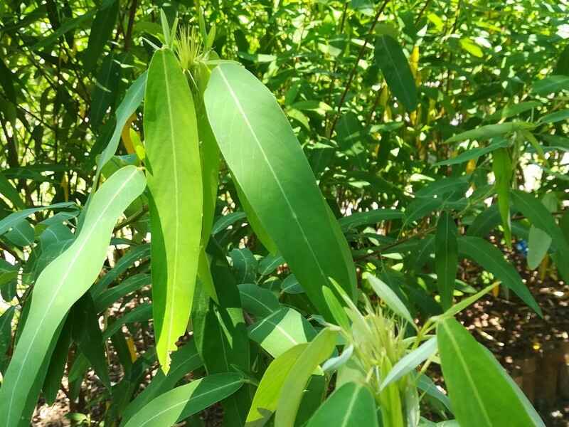 跳舞草隔年能发芽吗，种植后多久可以开花