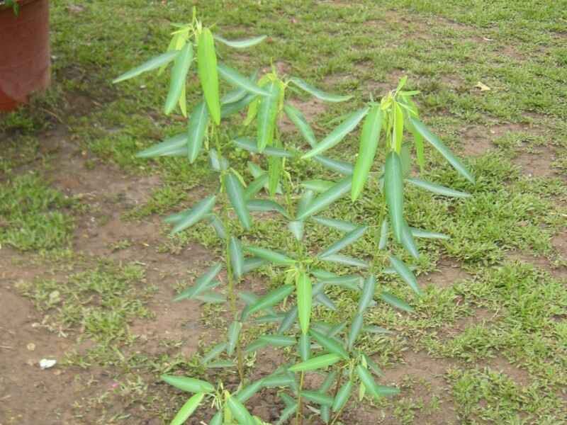 跳舞草是多年生植物是一年生植物，种植后发生病虫害怎么办