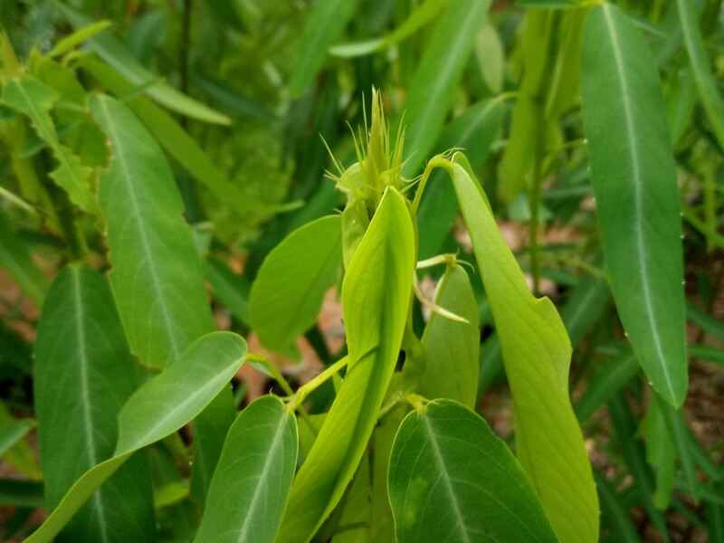 跳舞草种子需要怎么种植效果好，种植后有什么价值