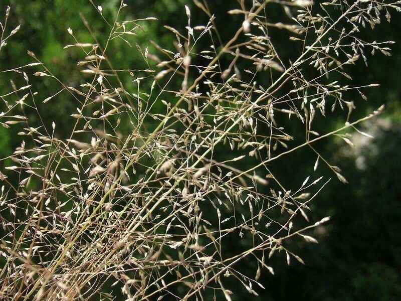 弯叶画眉草草坪发黄是怎么回事弯叶画眉草修剪的注意事项