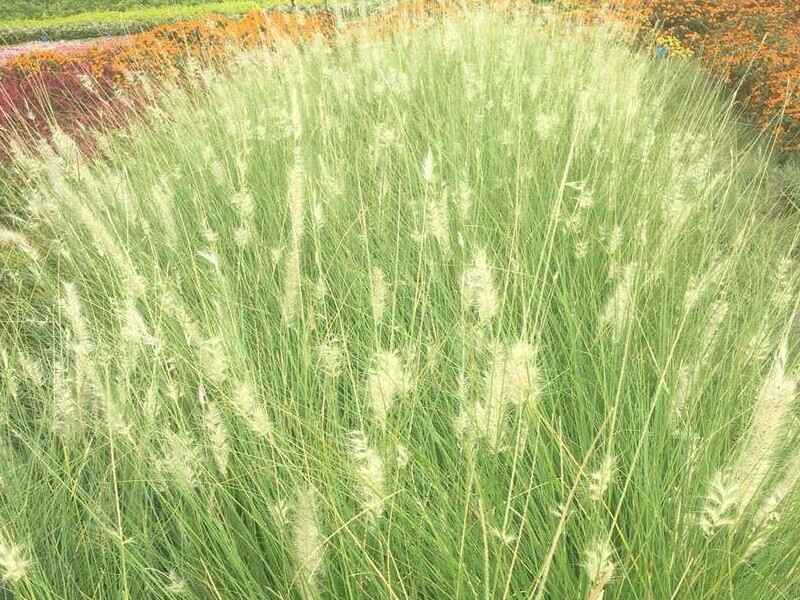 弯叶画眉草草坪种子多少钱一斤弯叶画眉草种子去哪里购买