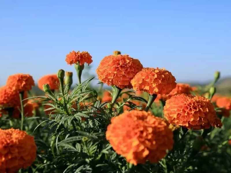 万寿菊种子种植什么时候种植最好，植物的优点有哪些