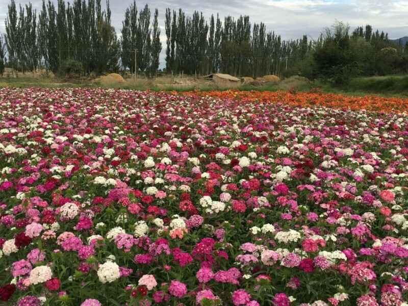 五彩石竹种植的时候需要催芽吗