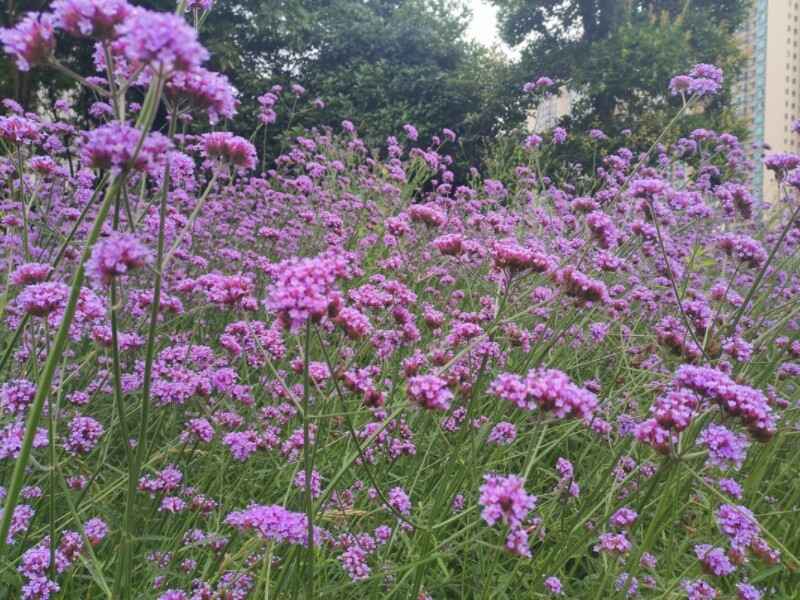 五色菊是宿根花卉吗