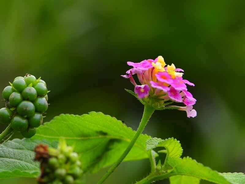 五色菊适合什么样的环境