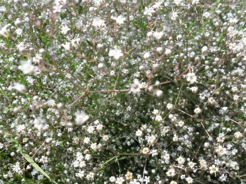 霞草需要怎么种植效果好，种植后多久发芽