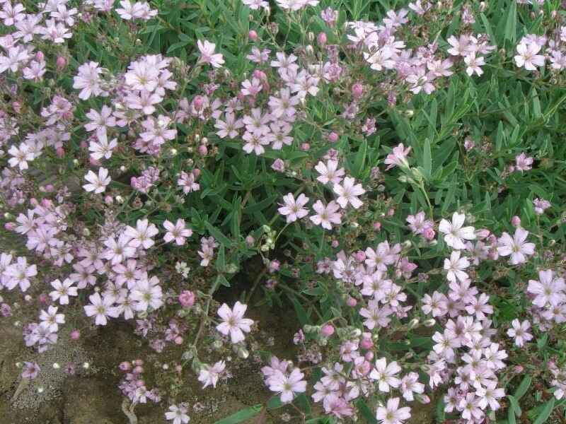 霞草种子在冬季种植可以吗，种植用什么方法更好