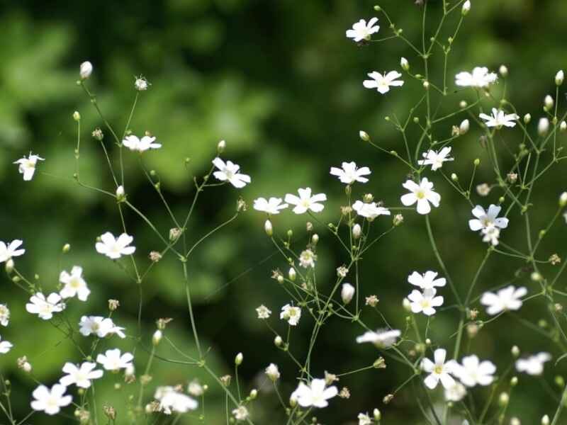 霞草种子种植的方法是什么，怎么能让植物更好的生长