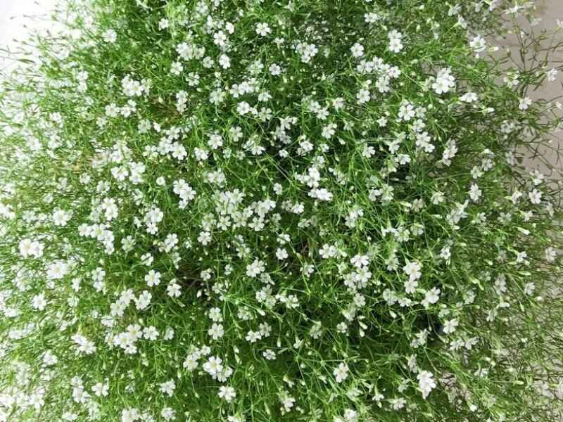 霞草种子种植后发生病虫害怎么办，冬季可以种植吗