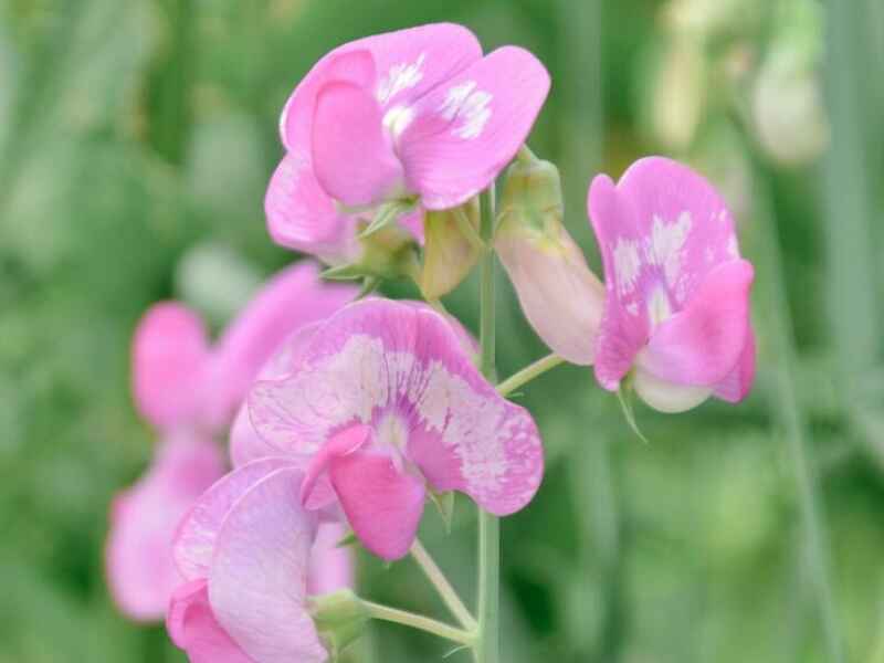 香豌豆种子冬季可以开花吗花朵颜色和花期是什么时候