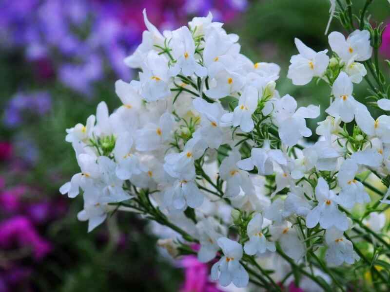 香雪球种植后好养护吗，繁殖方式有哪些