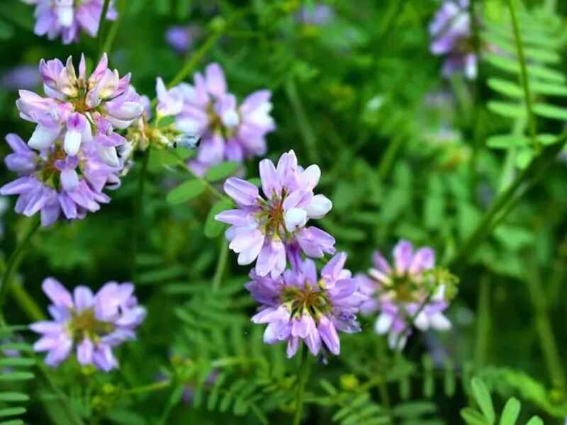 小冠花种子种植方法和时间花期是几月份