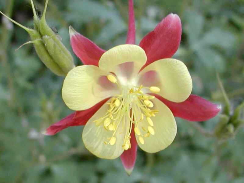 小花耧斗菜冬季需要修剪吗，七八月份种植可以吗