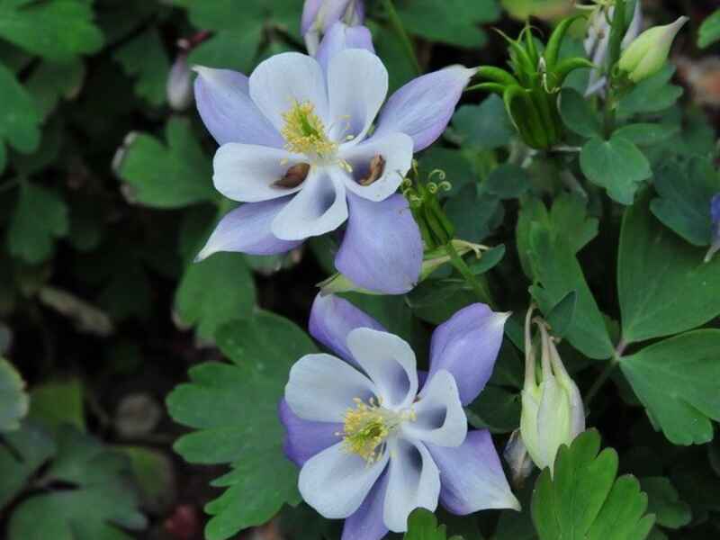 小花耧斗菜种子多少钱一斤，种植后如何管理