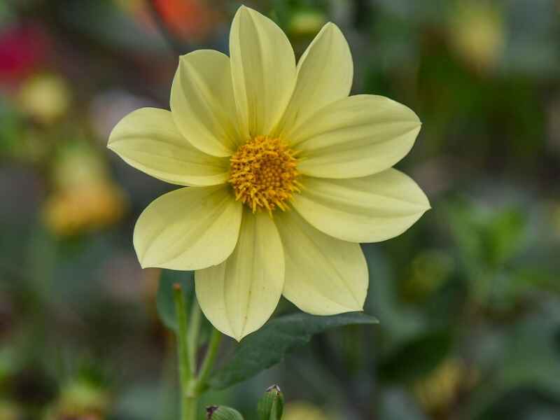 小丽花几月份可以开花