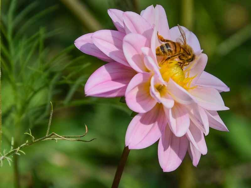 小丽花种植后多久可以开花