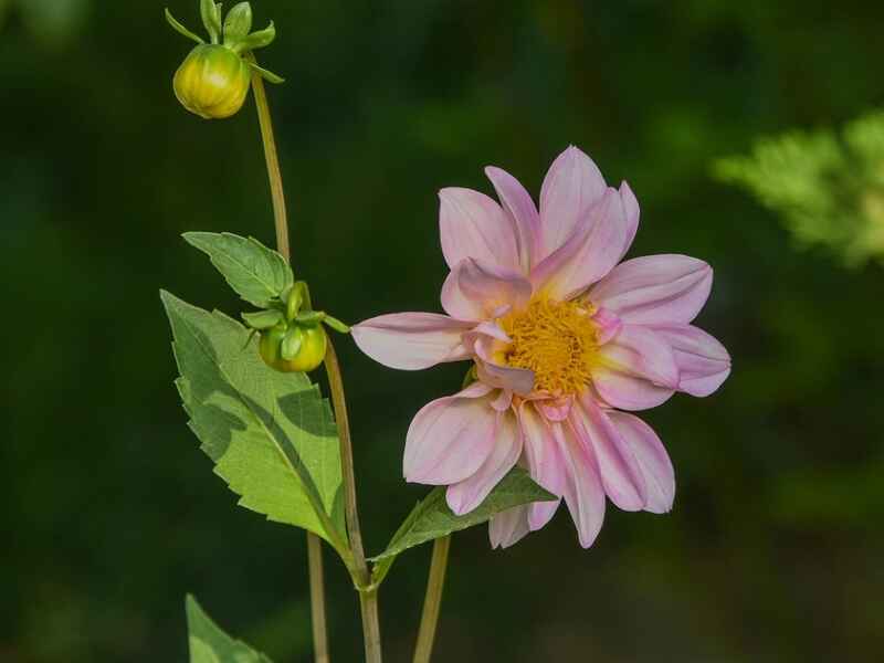 小丽花种植后如何管理，病虫害需要预防吗