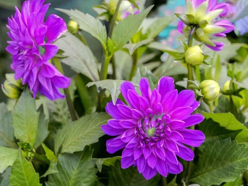 小丽花种子冬季可以种植吗适合东北地区种植吗