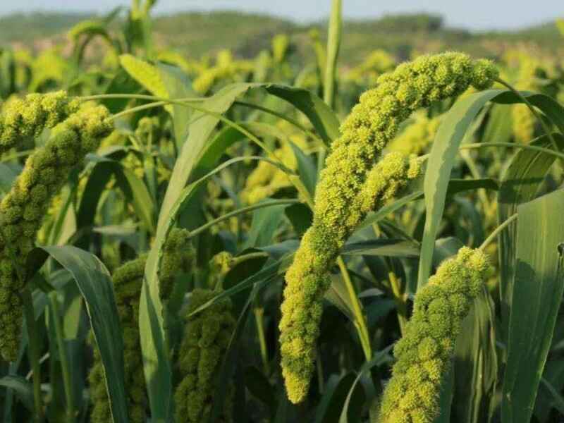 小米仁什么时候种植最适合，种植后需要怎么管理