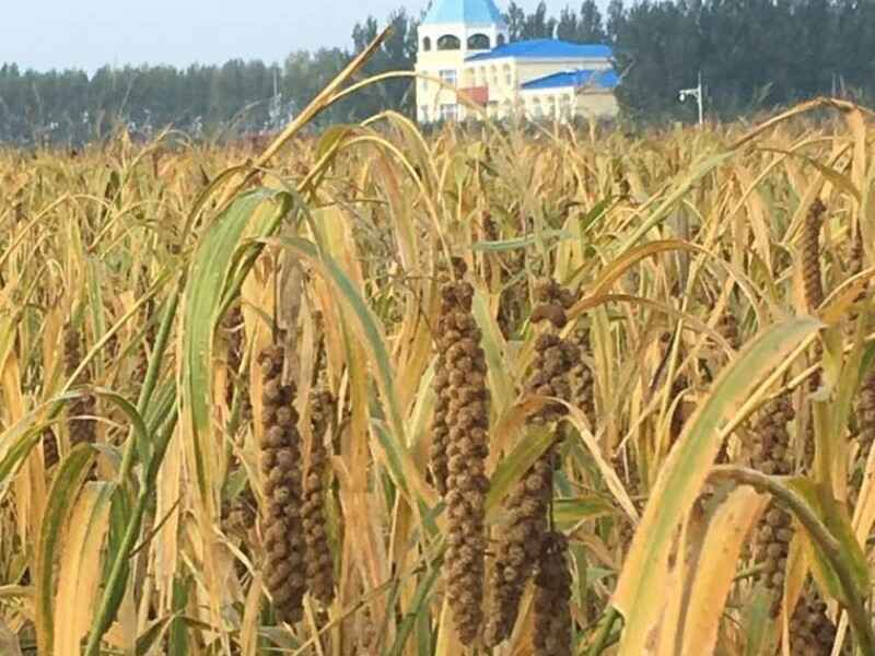 小米是多年生牧草吗自我繁殖能力强吗